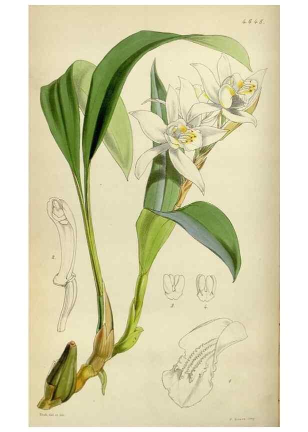 Reproducción/Reproduction 35122203831: Curtis's botanical magazine.. London ; New York [etc.] :Academic Press [etc.]