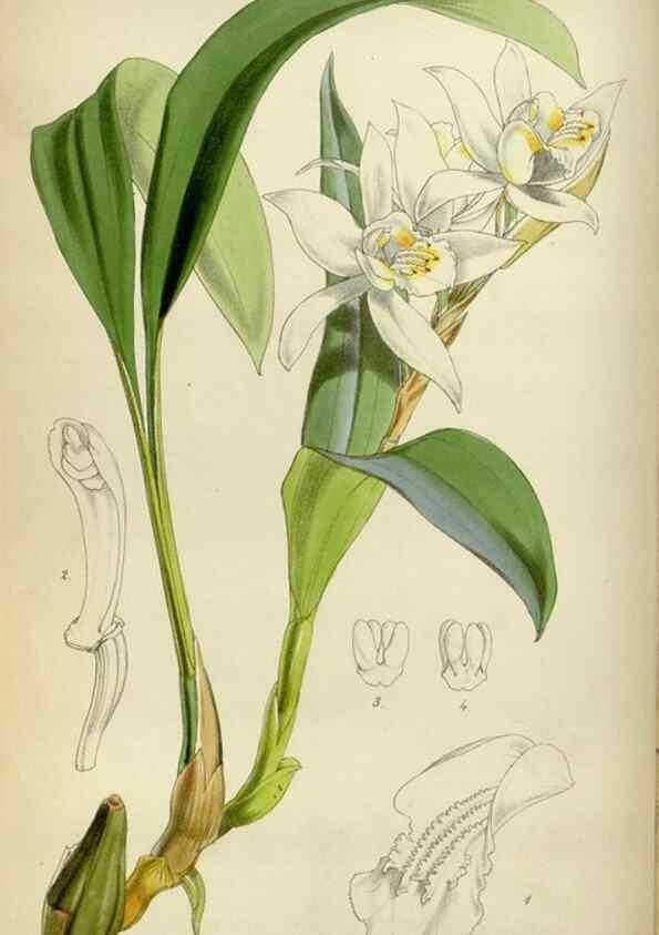 Reproducción/Reproduction 35122203831: Curtis's botanical magazine.. London ; New York [etc.] :Academic Press [etc.]
