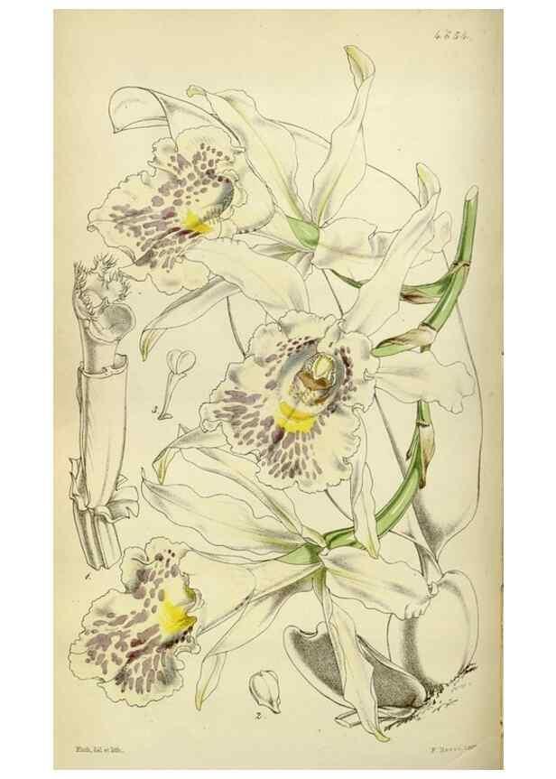 Reproducción/Reproduction 35122225591: Curtis's botanical magazine.. London ; New York [etc.] :Academic Press [etc.]