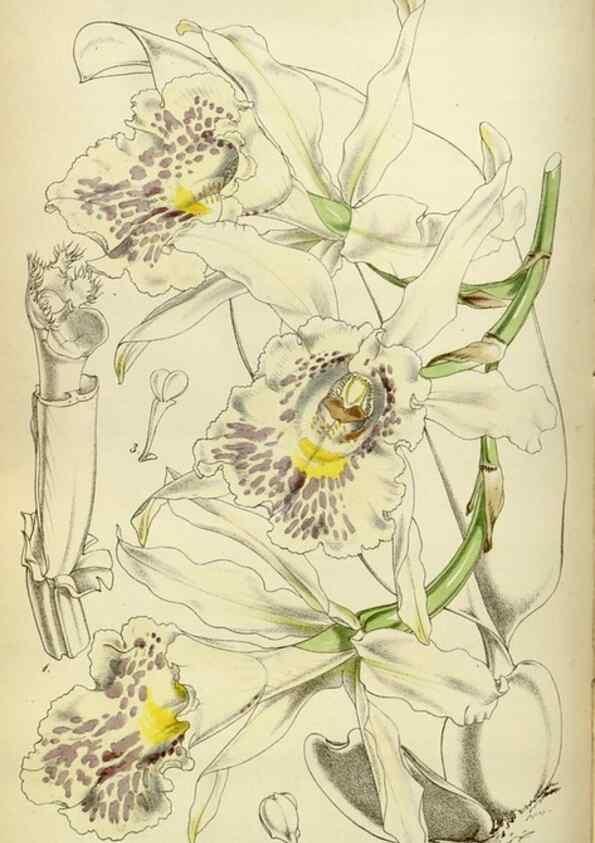 Reproducción/Reproduction 35122225591: Curtis's botanical magazine.. London ; New York [etc.] :Academic Press [etc.]