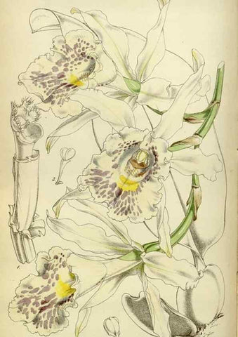Reproducción/Reproduction 35122225591: Curtis's botanical magazine.. London ; New York [etc.] :Academic Press [etc.]