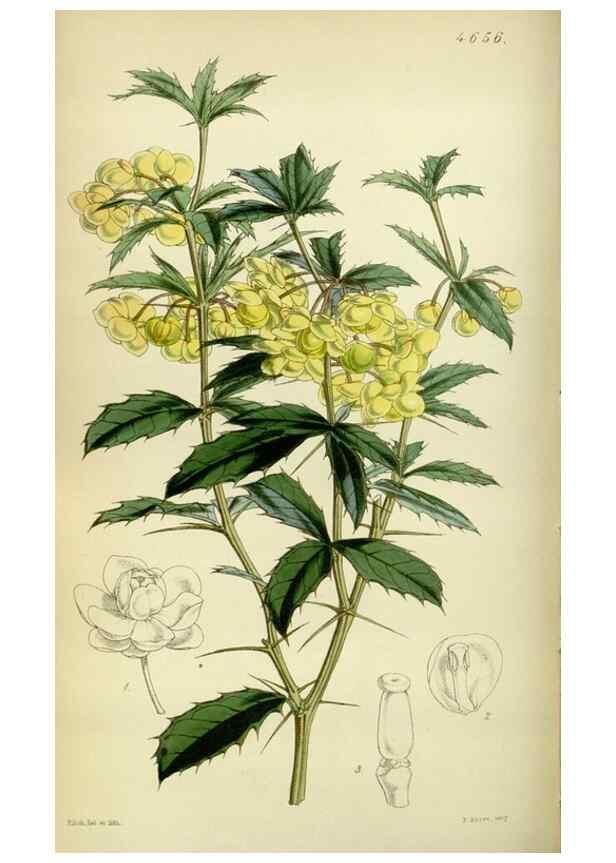 Reproducción/Reproduction 35086397072: Curtis's botanical magazine.. London ; New York [etc.] :Academic Press [etc.]