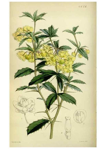 Reproducción/Reproduction 35086397072: Curtis's botanical magazine.. London ; New York [etc.] :Academic Press [etc.]