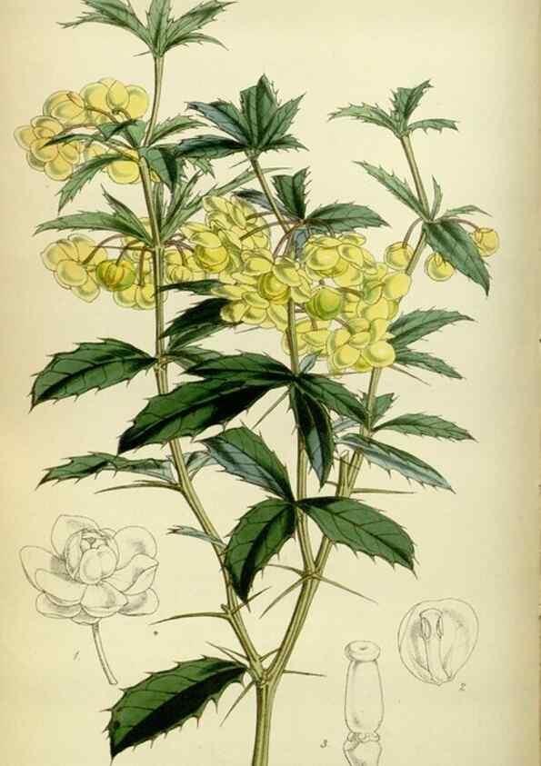 Reproducción/Reproduction 35086397072: Curtis's botanical magazine.. London ; New York [etc.] :Academic Press [etc.]