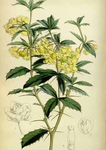 Reproducción/Reproduction 35086397072: Curtis's botanical magazine.. London ; New York [etc.] :Academic Press [etc.]