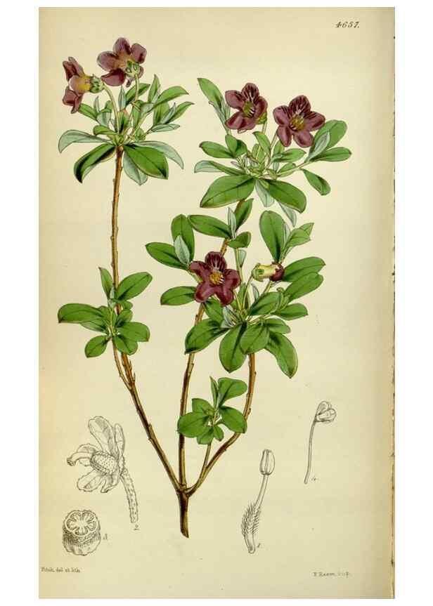 Reproducción/Reproduction 35122233511: Curtis's botanical magazine.. London ; New York [etc.] :Academic Press [etc.]