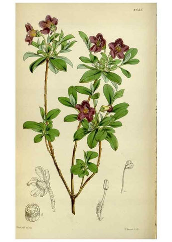 Reproducción/Reproduction 35122233511: Curtis's botanical magazine.. London ; New York [etc.] :Academic Press [etc.]