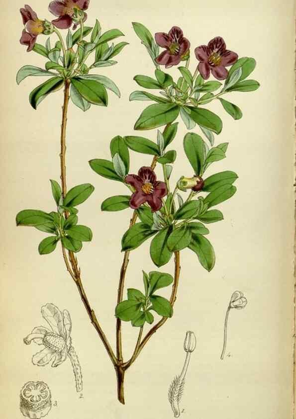 Reproducción/Reproduction 35122233511: Curtis's botanical magazine.. London ; New York [etc.] :Academic Press [etc.]