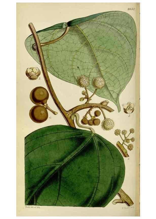 Reproducción/Reproduction 35122236031: Curtis's botanical magazine.. London ; New York [etc.] :Academic Press [etc.]
