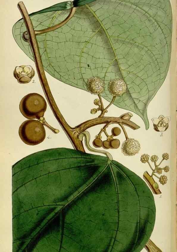 Reproducción/Reproduction 35122236031: Curtis's botanical magazine.. London ; New York [etc.] :Academic Press [etc.]