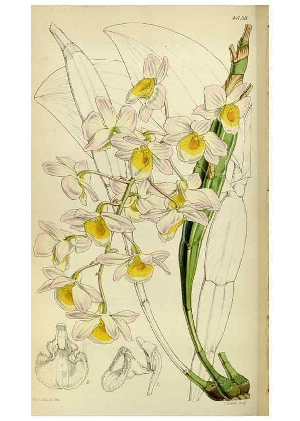 Reproducción/Reproduction 34408100854: Curtis's botanical magazine.. London ; New York [etc.] :Academic Press [etc.]