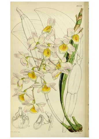 Reproducción/Reproduction 34408100854: Curtis's botanical magazine.. London ; New York [etc.] :Academic Press [etc.]