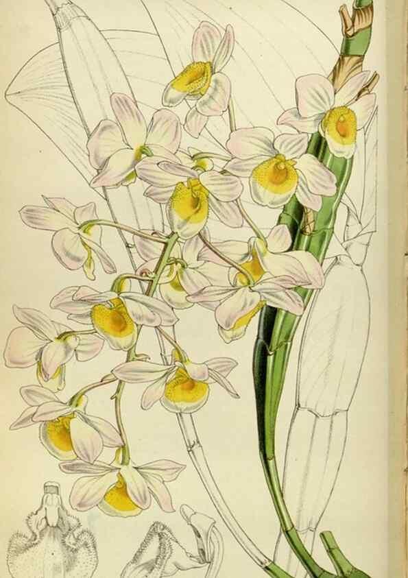 Reproducción/Reproduction 34408100854: Curtis's botanical magazine.. London ; New York [etc.] :Academic Press [etc.]