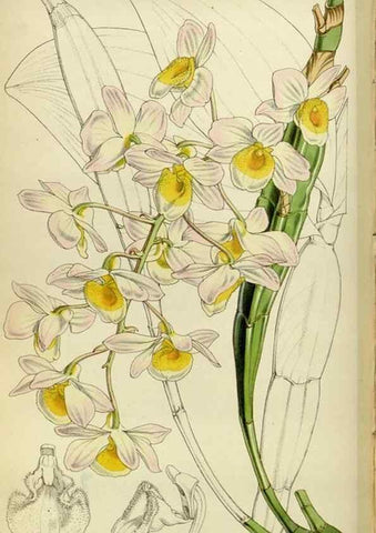 Reproducción/Reproduction 34408100854: Curtis's botanical magazine.. London ; New York [etc.] :Academic Press [etc.]