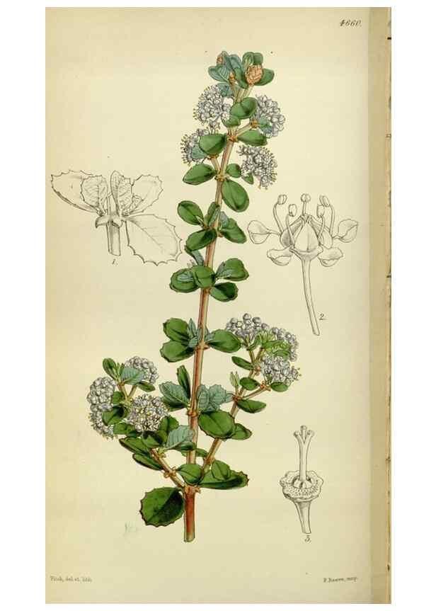 Reproducción/Reproduction 34408101914: Curtis's botanical magazine.. London ; New York [etc.] :Academic Press [etc.]