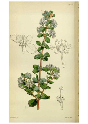 Reproducción/Reproduction 34408101914: Curtis's botanical magazine.. London ; New York [etc.] :Academic Press [etc.]