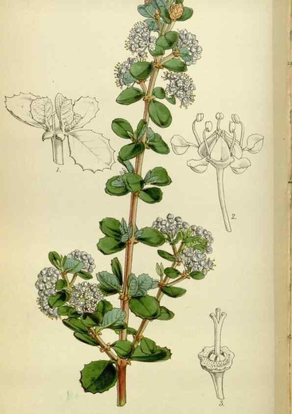 Reproducción/Reproduction 34408101914: Curtis's botanical magazine.. London ; New York [etc.] :Academic Press [etc.]