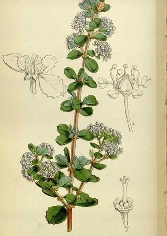 Reproducción/Reproduction 34408101914: Curtis's botanical magazine.. London ; New York [etc.] :Academic Press [etc.]