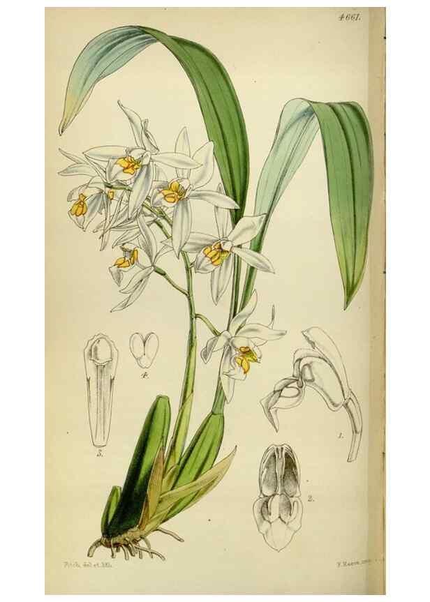 Reproducción/Reproduction 34408103344: Curtis's botanical magazine.. London ; New York [etc.] :Academic Press [etc.]