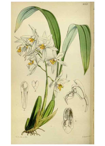 Reproducción/Reproduction 34408103344: Curtis's botanical magazine.. London ; New York [etc.] :Academic Press [etc.]