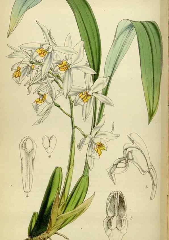 Reproducción/Reproduction 34408103344: Curtis's botanical magazine.. London ; New York [etc.] :Academic Press [etc.]