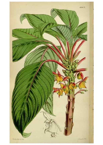 Reproducción/Reproduction 34408105344: Curtis's botanical magazine.. London ; New York [etc.] :Academic Press [etc.]