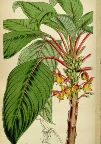 Reproducción/Reproduction 34408105344: Curtis's botanical magazine.. London ; New York [etc.] :Academic Press [etc.]