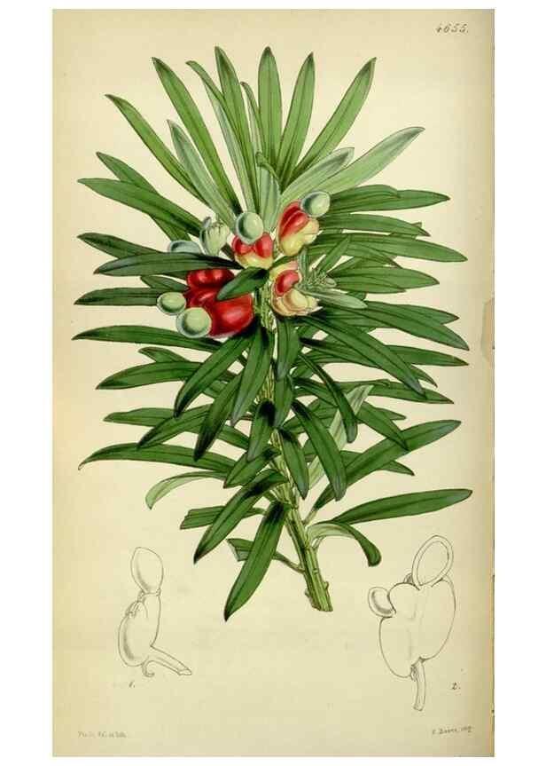 Reproducción/Reproduction 35086394622: Curtis's botanical magazine.. London ; New York [etc.] :Academic Press [etc.]