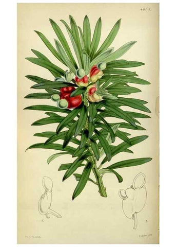 Reproducción/Reproduction 35086394622: Curtis's botanical magazine.. London ; New York [etc.] :Academic Press [etc.]
