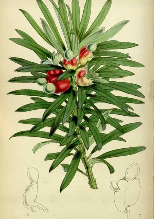Reproducción/Reproduction 35086394622: Curtis's botanical magazine.. London ; New York [etc.] :Academic Press [etc.]