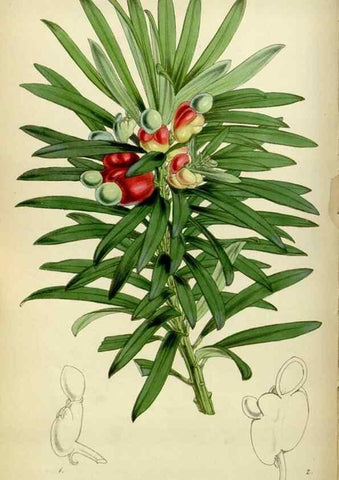 Reproducción/Reproduction 35086394622: Curtis's botanical magazine.. London ; New York [etc.] :Academic Press [etc.]