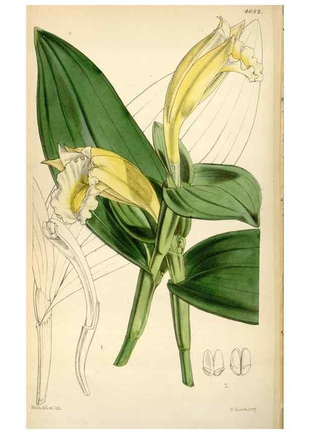 Reproducción/Reproduction 34443042403: Curtis's botanical magazine.. London ; New York [etc.] :Academic Press [etc.]