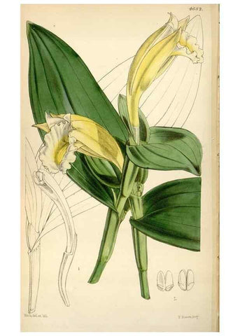 Reproducción/Reproduction 34443042403: Curtis's botanical magazine.. London ; New York [etc.] :Academic Press [etc.]