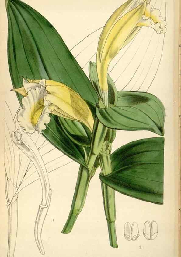 Reproducción/Reproduction 34443042403: Curtis's botanical magazine.. London ; New York [etc.] :Academic Press [etc.]
