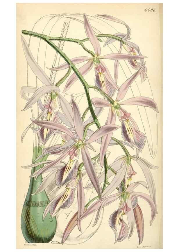 Reproducción/Reproduction 35211822536: Curtis's botanical magazine.. London ; New York [etc.] :Academic Press [etc.]