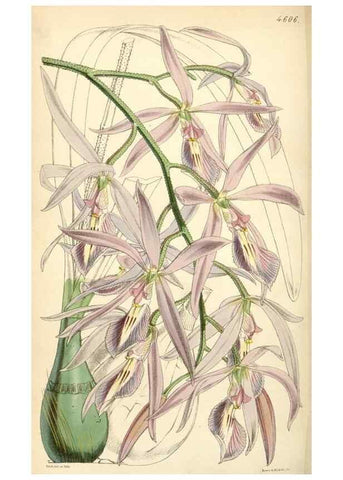 Reproducción/Reproduction 35211822536: Curtis's botanical magazine.. London ; New York [etc.] :Academic Press [etc.]