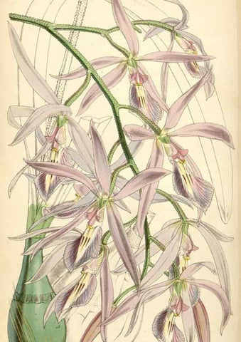 Reproducción/Reproduction 35211822536: Curtis's botanical magazine.. London ; New York [etc.] :Academic Press [etc.]