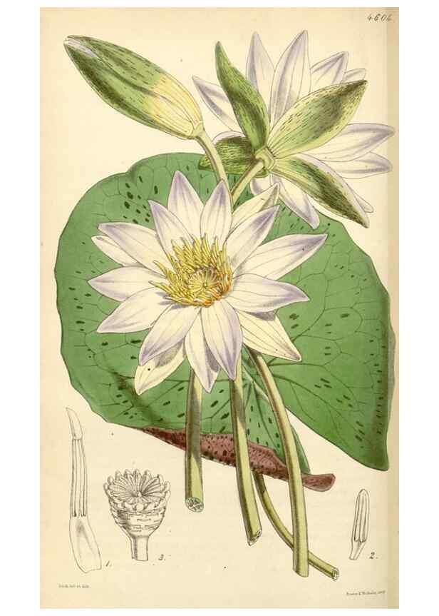 Reproducción/Reproduction 35211817866: Curtis's botanical magazine.. London ; New York [etc.] :Academic Press [etc.]
