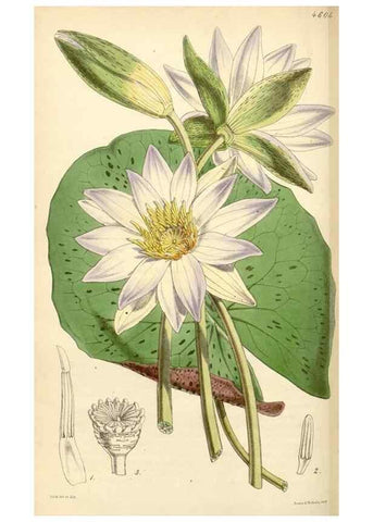 Reproducción/Reproduction 35211817866: Curtis's botanical magazine.. London ; New York [etc.] :Academic Press [etc.]
