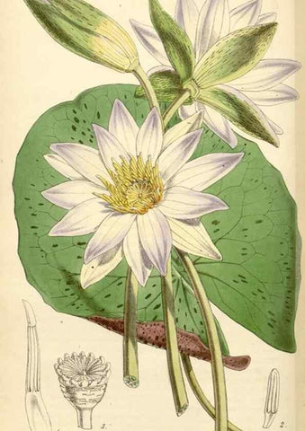 Reproducción/Reproduction 35211817866: Curtis's botanical magazine.. London ; New York [etc.] :Academic Press [etc.]