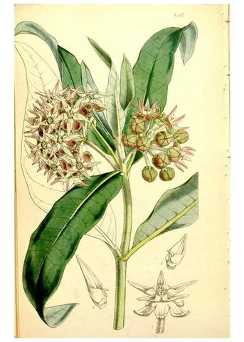 Reproducción/Reproduction 34407698834: Curtis's botanical magazine.. London ; New York [etc.] :Academic Press [etc.]