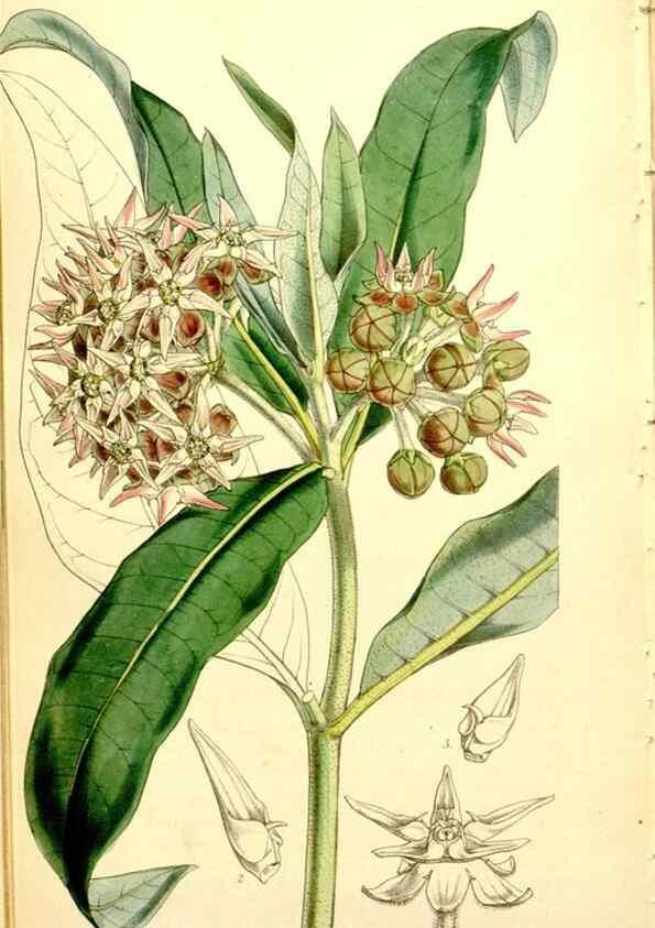Reproducción/Reproduction 34407698834: Curtis's botanical magazine.. London ; New York [etc.] :Academic Press [etc.]