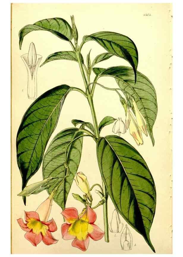 Reproducción/Reproduction 34864462280: Curtis's botanical magazine.. London ; New York [etc.] :Academic Press [etc.]