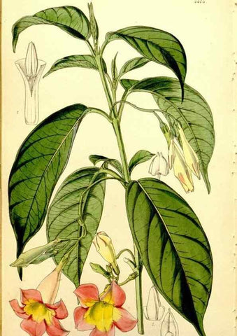 Reproducción/Reproduction 34864462280: Curtis's botanical magazine.. London ; New York [etc.] :Academic Press [etc.]