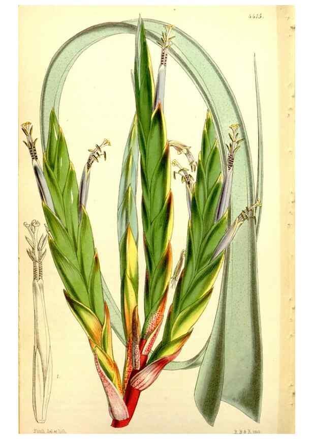 Reproducción/Reproduction 34864464150: Curtis's botanical magazine.. London ; New York [etc.] :Academic Press [etc.]