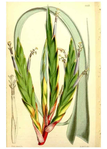 Reproducción/Reproduction 34864464150: Curtis's botanical magazine.. London ; New York [etc.] :Academic Press [etc.]