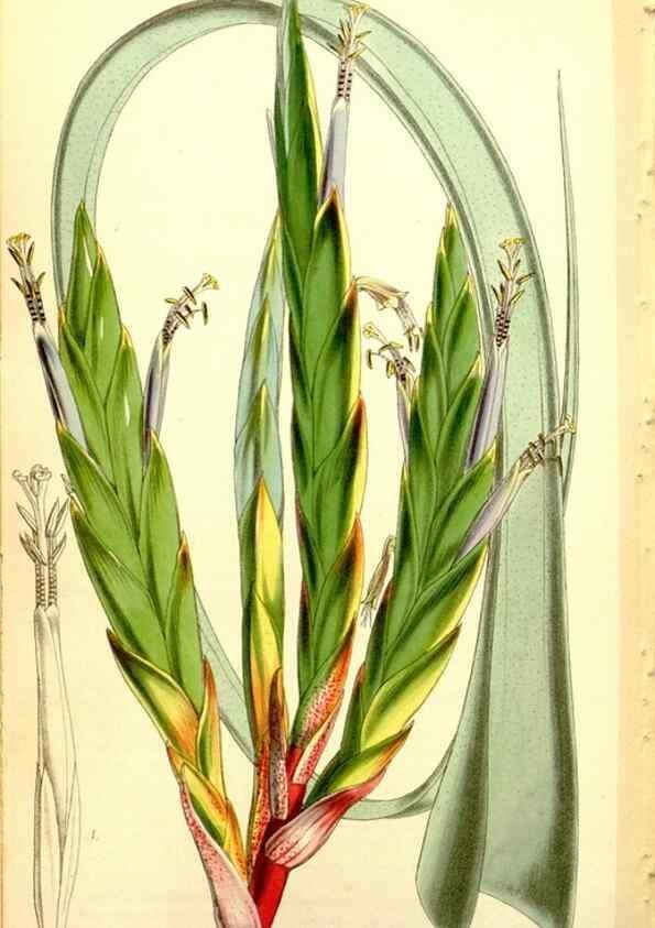 Reproducción/Reproduction 34864464150: Curtis's botanical magazine.. London ; New York [etc.] :Academic Press [etc.]