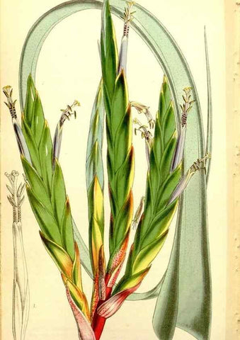 Reproducción/Reproduction 34864464150: Curtis's botanical magazine.. London ; New York [etc.] :Academic Press [etc.]