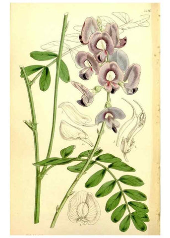 Reproducción/Reproduction 35211615426: Curtis's botanical magazine.. London ; New York [etc.] :Academic Press [etc.]