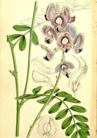 Reproducción/Reproduction 35211615426: Curtis's botanical magazine.. London ; New York [etc.] :Academic Press [etc.]